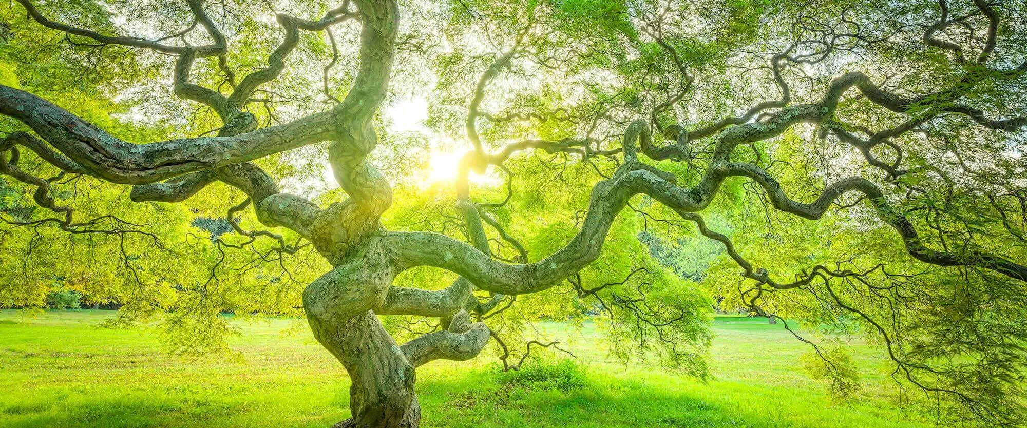 A large tree with wide branches extends over a grassy area